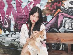 -柴犬高等学院·狗咖·柴犬售卖·宠物训练