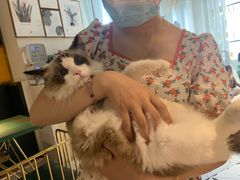-喵喵咪呀布偶猫咖(春熙路店)