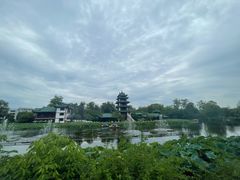 -桂湖森林公园