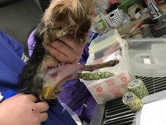 -伟伟宠物医院·CT影像中心·瑞派犬猫综合性门诊(汉口总院)