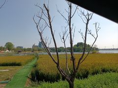 -杭州湾海上花田景区
