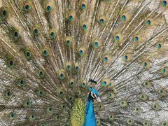 -栾川竹海野生动物园