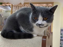 -猫和宫(六道口店)