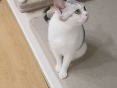 -有喵·猫咖·狗咖·30几只猫10只小狗(岗厦店)