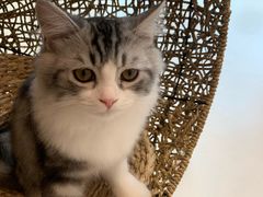 -飞行喵MR PILOT|猫舍·猫咖(静安大融城店)