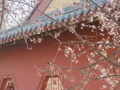 -桃花堤公园
