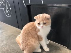 -瞄一喵猫咖(格力海岸店)