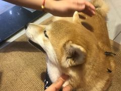 -柴务处·柴犬主题狗咖