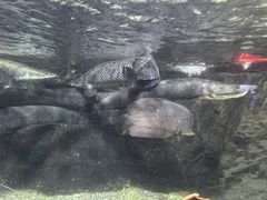 -太平洋海底世界