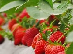 -聚缘草莓瓜果采摘基地(堵家村2店)