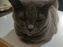 -是阿柴呀！柴犬咖啡·爱喵喵猫咖