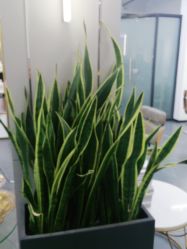 -FUTURE HN男士发型风格设计