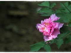 -仙合盛东北铁锅炖(总店)