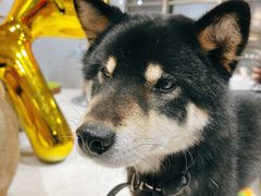 -柴务处·柴犬主题狗咖