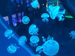 -左海海底世界