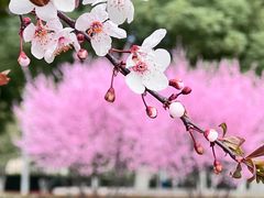 -天鹅湖体育公园
