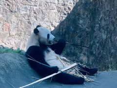 -都江堰中华大熊猫苑
