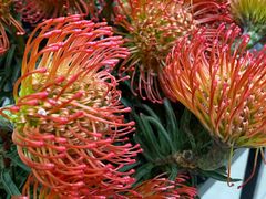 -三圣花乡旅游区