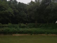 -铁山坪森林公园