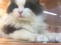 -猫十亿·布偶金渐层·曼基康矮脚猫舍(青年路店)