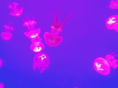 -多彩贵州城极地海洋世界