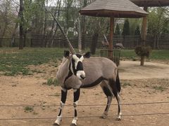 -大连森林动物园