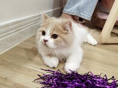 -李小姐の猫咖啡馆(五角场店)