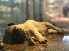 -乐宠宠物店(世纪金源店)