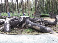 -黄海国家森林公园