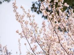 -上海滨江森林公园