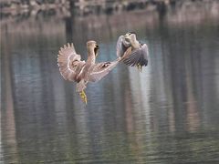 -重庆彩云湖湿地公园