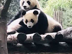 -都江堰中华大熊猫苑