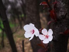 -蜀冈西峰生态公园