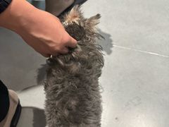 -琪喵猫屋·撸猫猫咖·猫舍