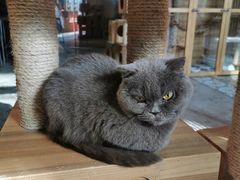 -more than meow吴止猫主题餐厅(承德 中船汇店)