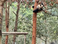 -都江堰中华大熊猫苑
