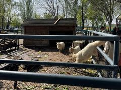 -长白岛森林公园