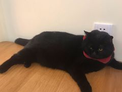 -滚猫咖啡·猫咖·猫友好撸猫(未来城店)