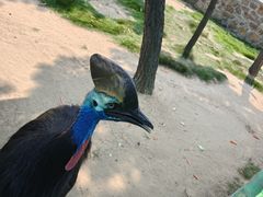 -西霞口神雕山野生动物世界