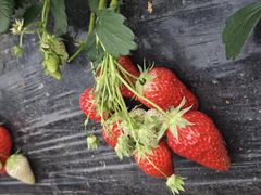 -小鱼草莓采摘园农家乐·小鱼餐厅