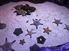 -暹罗海洋世界