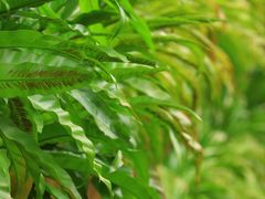 -深圳仙湖植物园