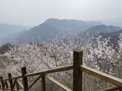 -大岭沟猕猴桃谷风景区