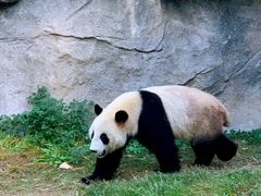 -上海野生动物园