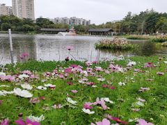 -映月湖公园