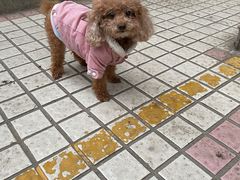 -爱侣·安琦尔宠物医院·中兽医针灸·心内科·狂犬免疫点(宝山区院)