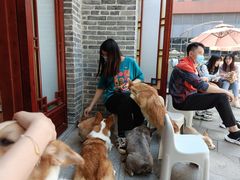 -柯斗斗主题餐厅·狗咖·围炉煮茶·茶饮(国瑞升平里店)