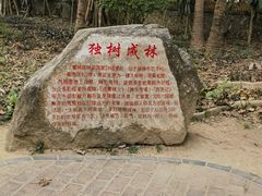 -瑞丽独树成林风景区