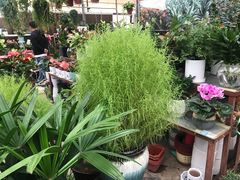 -秦美花卉(天朗·莱茵小城2期店)