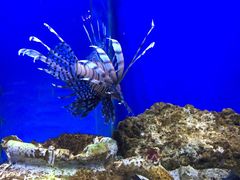 -芜湖新华联大白鲸海洋公园